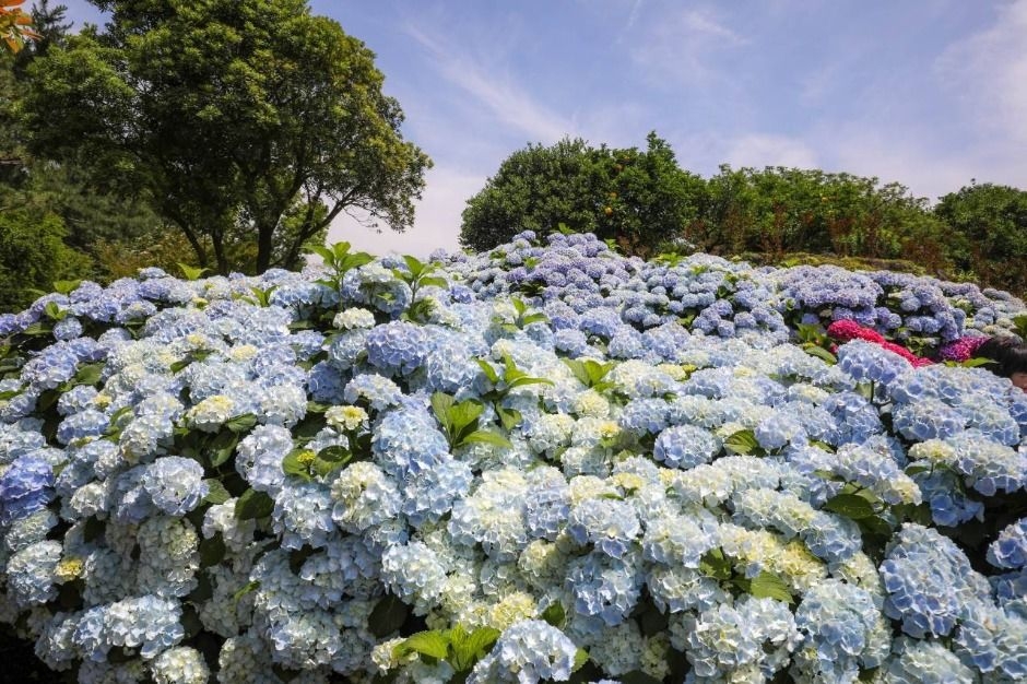 Hueree Summer Hydrangea Festivla (Korea Tourism Organization)
