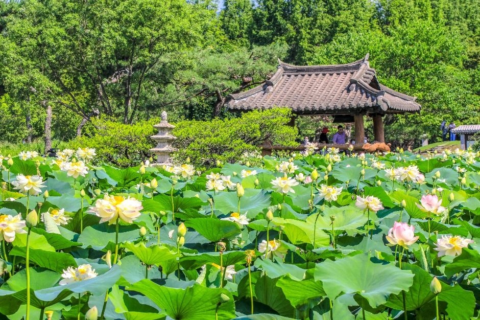 Lotus Cultural Festival at Semiwon (Korea Tourism Organization)