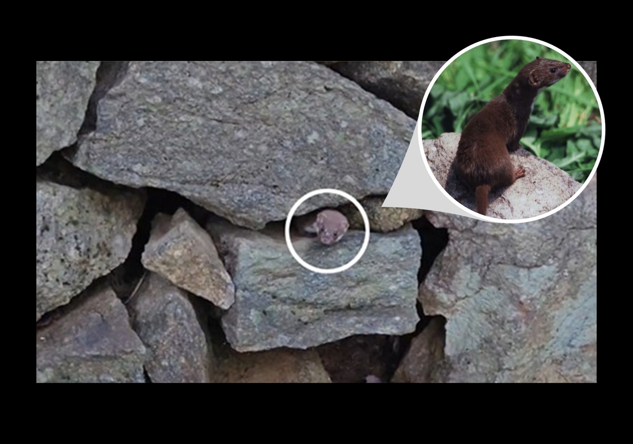 This composite image shows a least weasel, the world’s smallest carnivorous mammal, photographed by the Korea National Park Service in Jirisan, alongside a reference image from the National Institute of Ecology.  (Korea National Park Service, National Institute of Ecology)