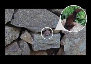 Least weasel, smallest predator, spotted in Jirisan