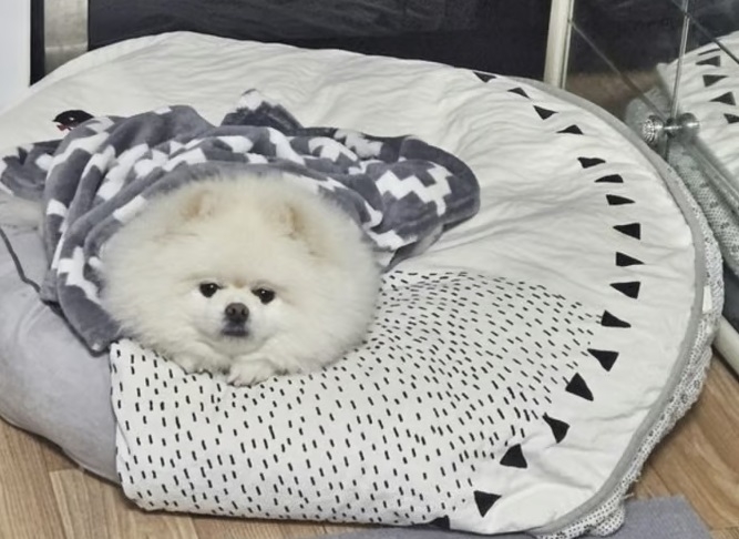 This photo distributed by the Changwon Fire Headquarters shows Mongsil, a nine-year-old Pomeranian who notified her family of a fire in their home on Wednesday. (Changwon Fire Headquarters)
