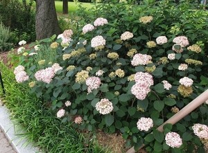 “날씨는 덥지만 너는 참 예쁘다” 서울대공원, 여름꽃 절정