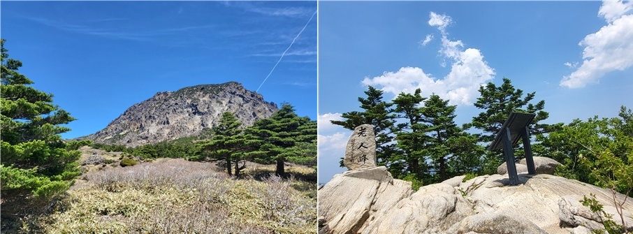 한라산 미슐랭토토(왼쪽), 오대산 분비나무(오른쪽)[국립생태원 제공]