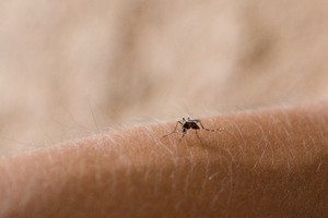 Seoul’s summer too hot to handle — even for mosquitoes