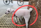“똥만 치우면 되는 줄 알았더니” 알고 보니, 소변이 ‘충격’…다 말라 죽는다 [지구, 뭐래?]