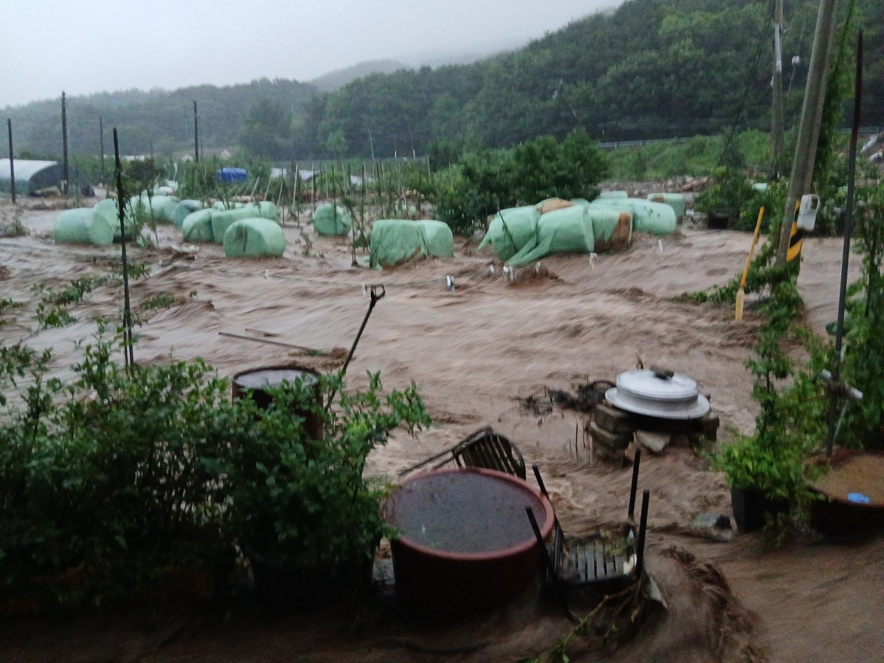 Floodwaters mixed with landslide debris engulf a livestock shed in Yesan, South Chungcheong Province, Thursday. (Yonhap)