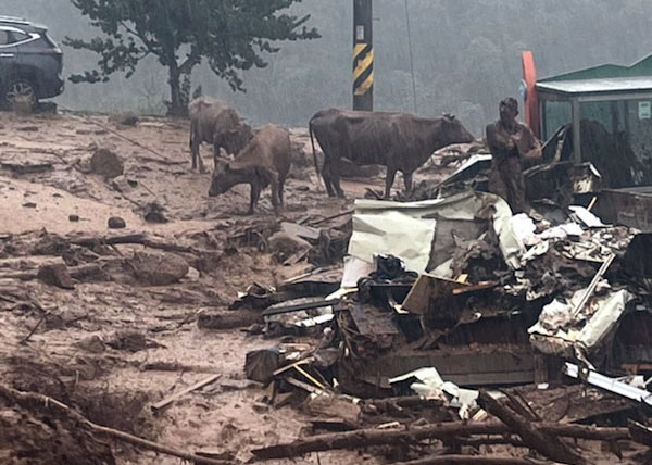 Residents and cattle evacuate from Buri Village in Sancheong County, South Gyeongsang Province, on Friday. Local authorities issued Saturday a countywide emergency evacuation order due to flood and landslide risks. (Yonhap)
