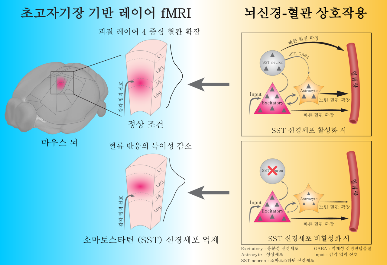 소마토스타틴 신경토토사이트 3 3가 매개하는 뇌혈관 반응의 공간 특이성.[IBS 제공]