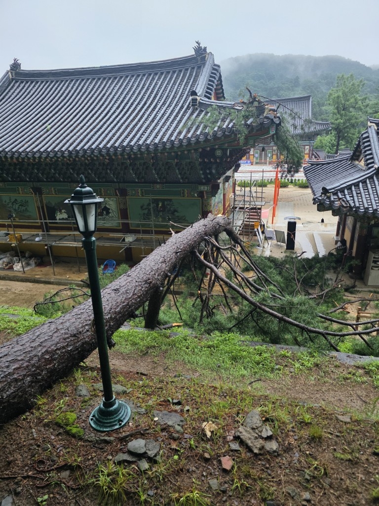 경기 남양주 봉선사 큰범당 뒤로 나무가 쓰러져 있는 모습 [토토사이트 잘못환전청]