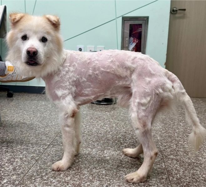 강원도의 한 보호소에 머물다가 입양을 갔던 유기견이 불과 7시간 만에 토토사이트 지바겐됐다. 자가 미용으로 털이 엉망이 된 모습 [강릉시동물사랑센터]