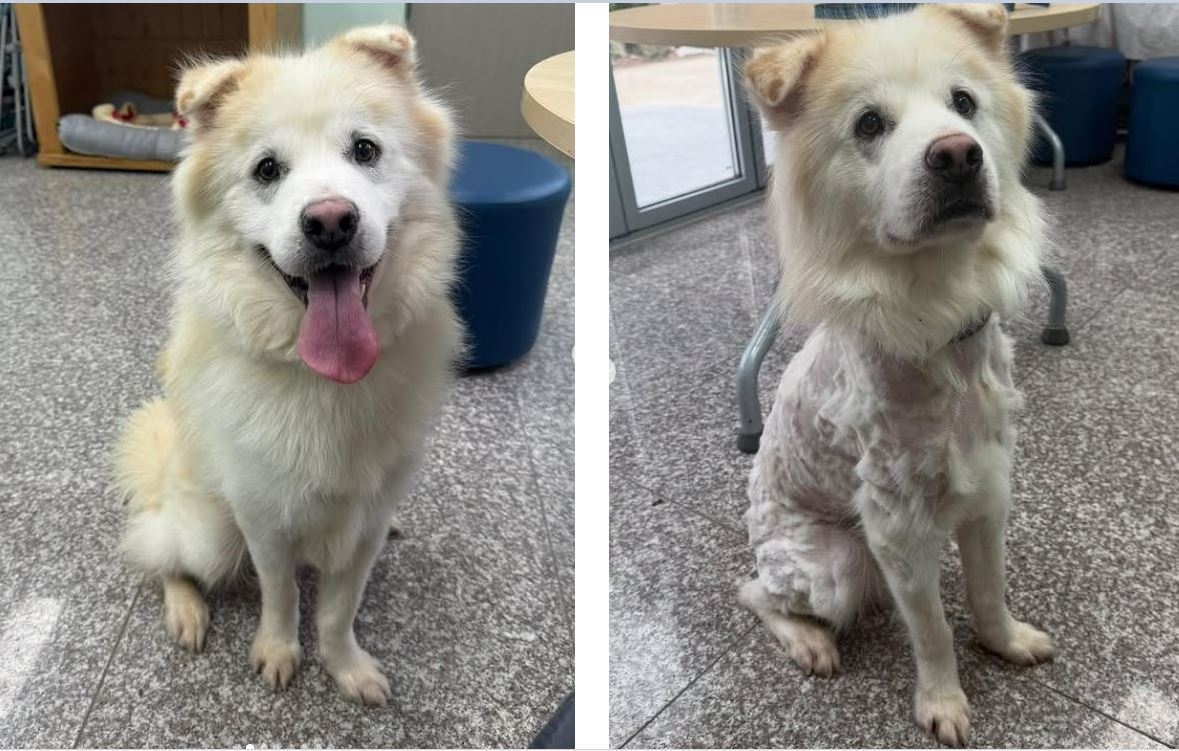 This combination of photos show a dog named Kuno, before (left) and after his second owner abandoned him at the shelter on Saturday. (Gangneung Animal Shelter)