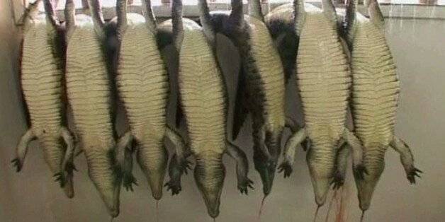 동물보호단체 페타(PETA)가 공개한 악어 판도라토토 공급 농장의 모습 [페타 유튜브 캡처]