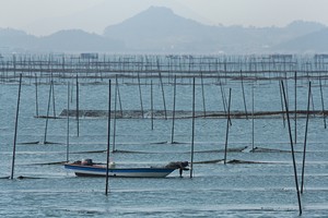 Korea’s dried seaweed went global. Now, it’s going green
