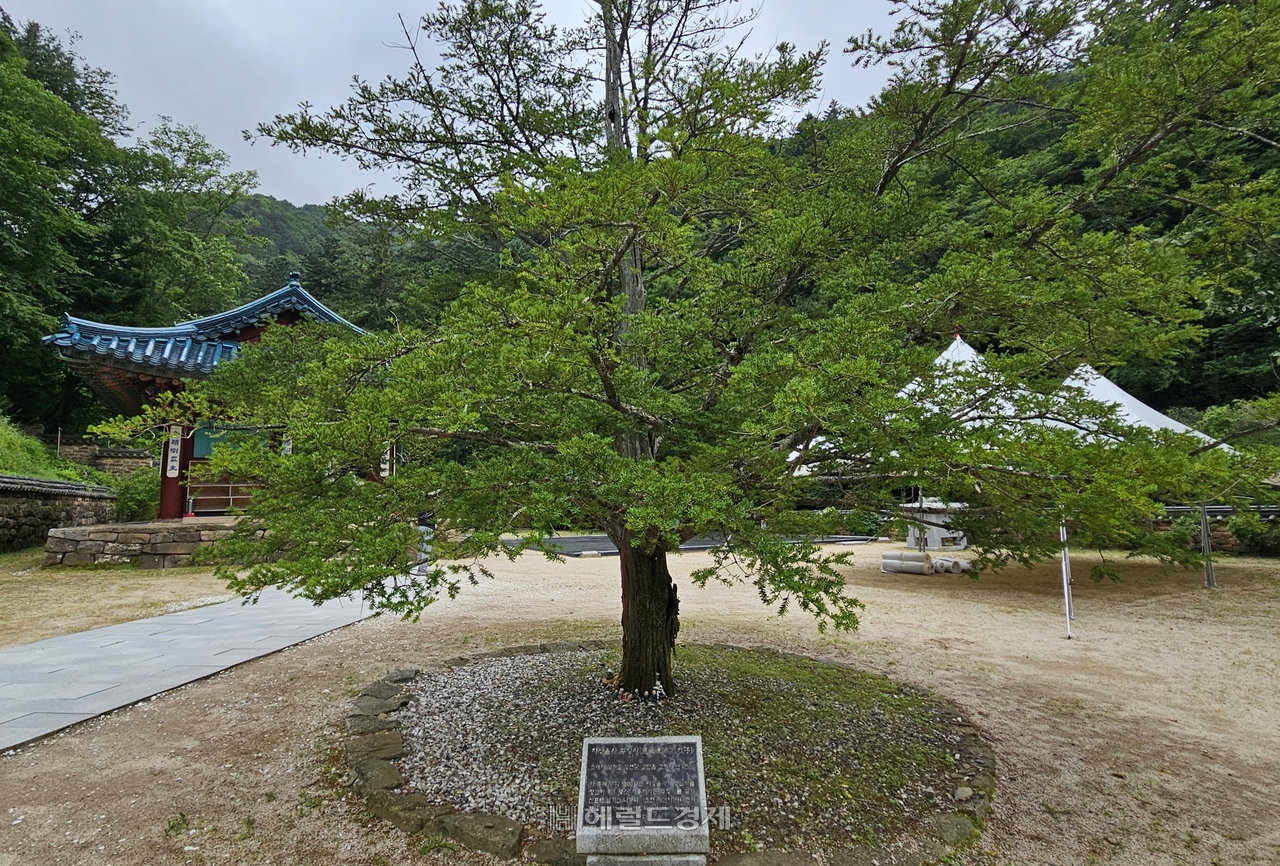 적멸보궁 입구의 자장율사 주장자