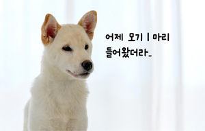 지긋지긋 모기, 강아지에게 더 위험한 이유 [멍슬리레터]