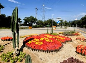 상주 쑤안삼거리 교통섬에 상상주도 선인장 정원 조성 ‘눈길’