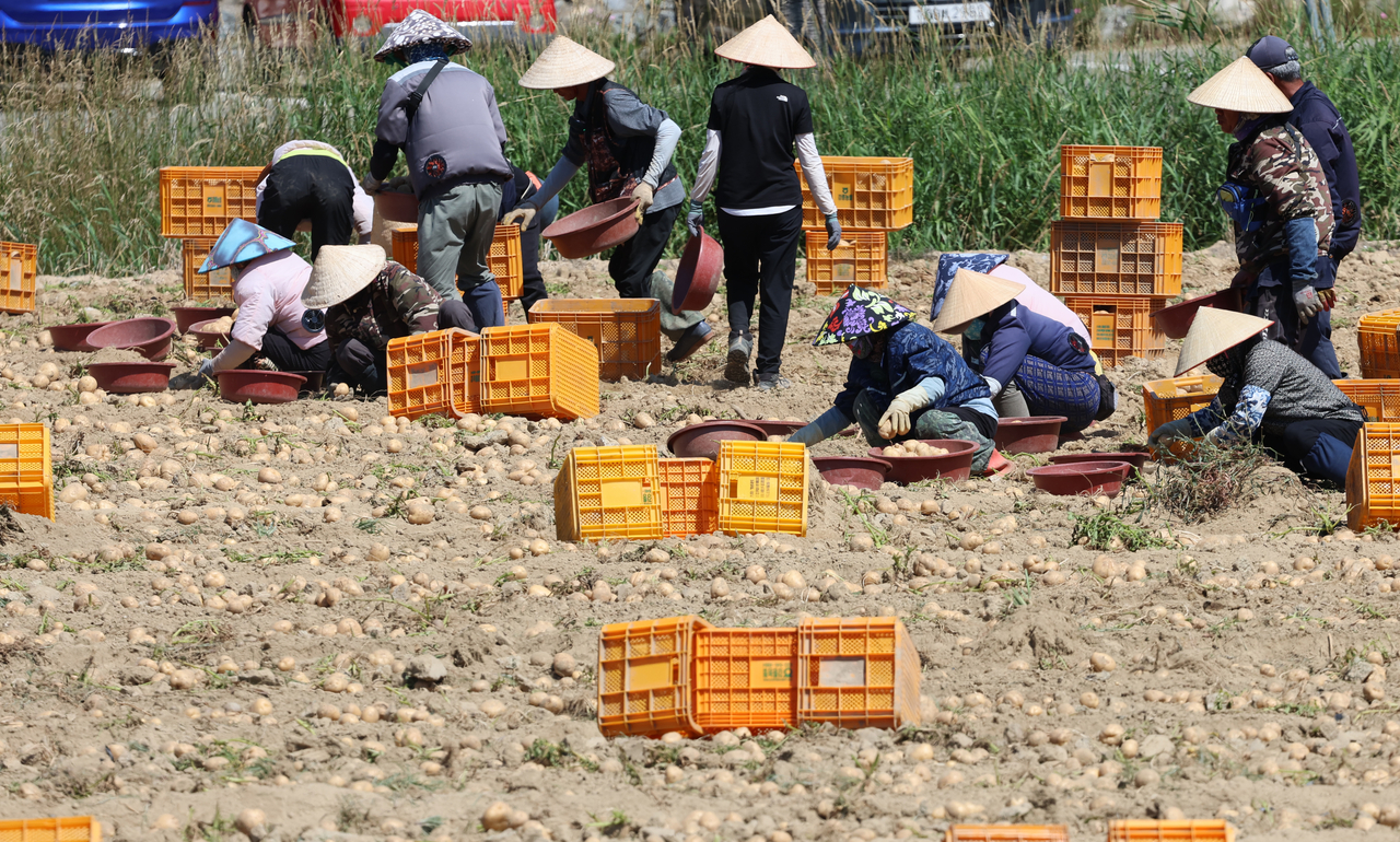 Vietnamese workers are seen working at a farm in Gangneung, Gangwon Province, in this photo taken on July 23. Seasonal workers from foreign countries have become a vital lifeline for Korea’s agricultural sector, which is grappling with an aging population and a chronic labor shortage. (Yonhap)