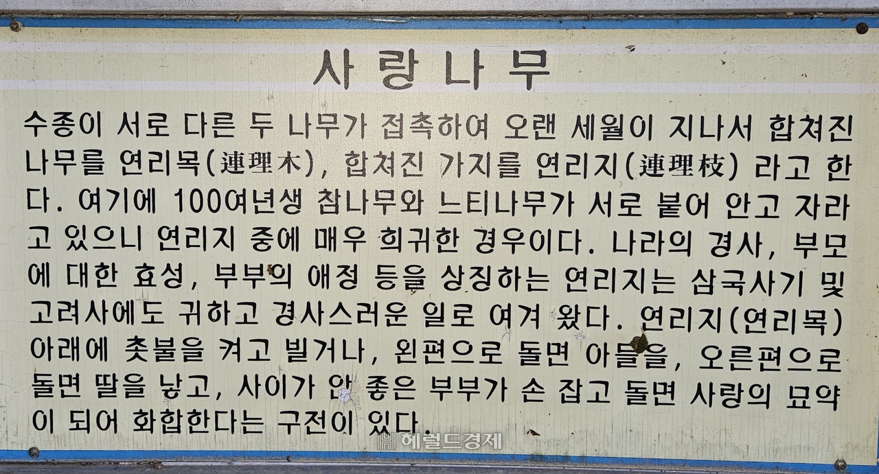 토토사이트 세션 사랑나무 설명 안내판