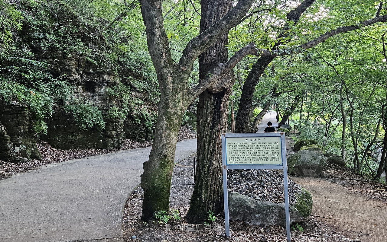 토토사이트 세션 사랑나무