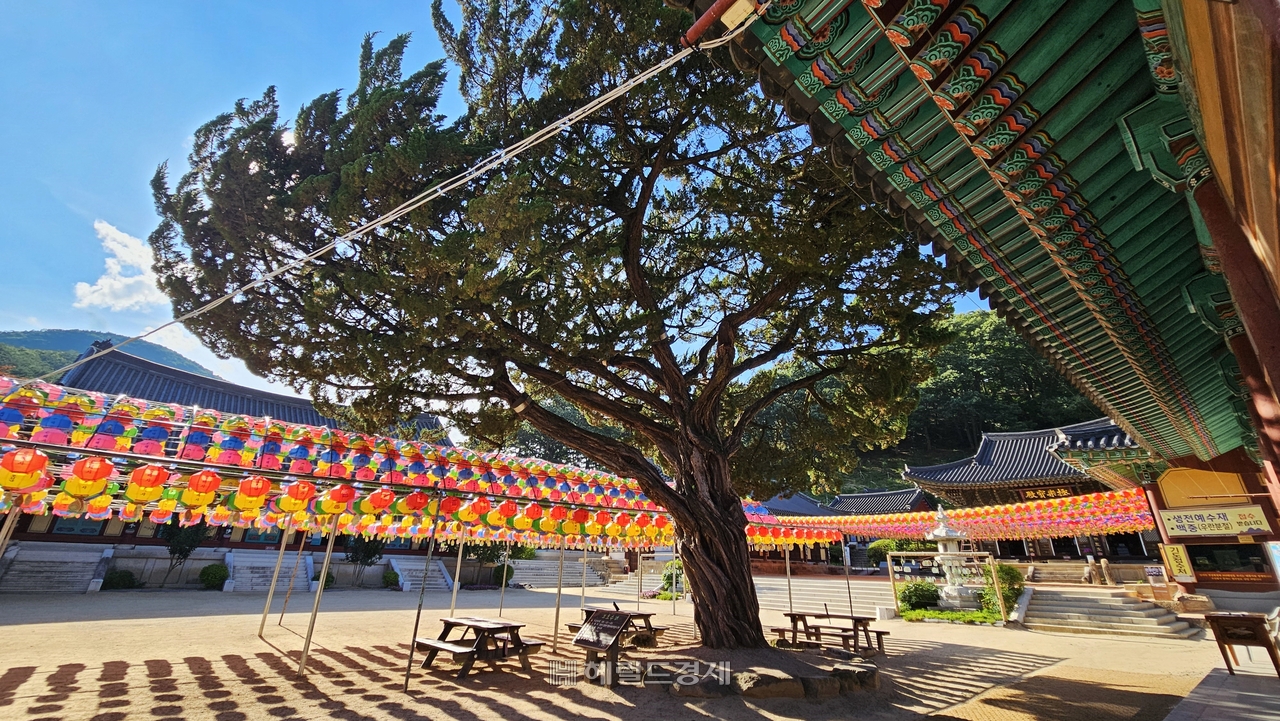 경북 영천시 토토사이트 세션 전경