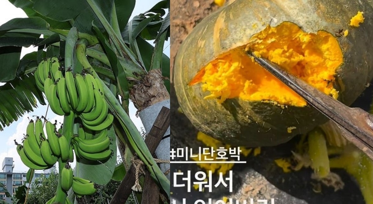 This combination of photos show the impacts of record heat wave in South Korea with the left showing bananas growing outdoors in Seoul and a "half-cooked" pumpkin in a field on Jeju Island  (Yonhap, Jeju’s Bollesom Farm)
