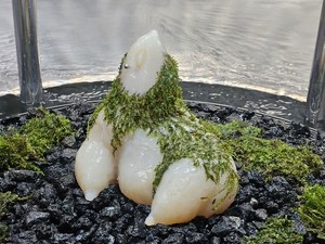 Agarmon: monster 'born at the moment of orgasm' questions birth, existence