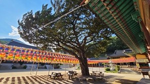 ‘불법(佛法)의 바다’ 영천 은해사와 ‘돌구멍 절’ 중암암 [정용식의 사찰 기행]