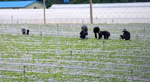 Working long hours at night doubles health risks: study