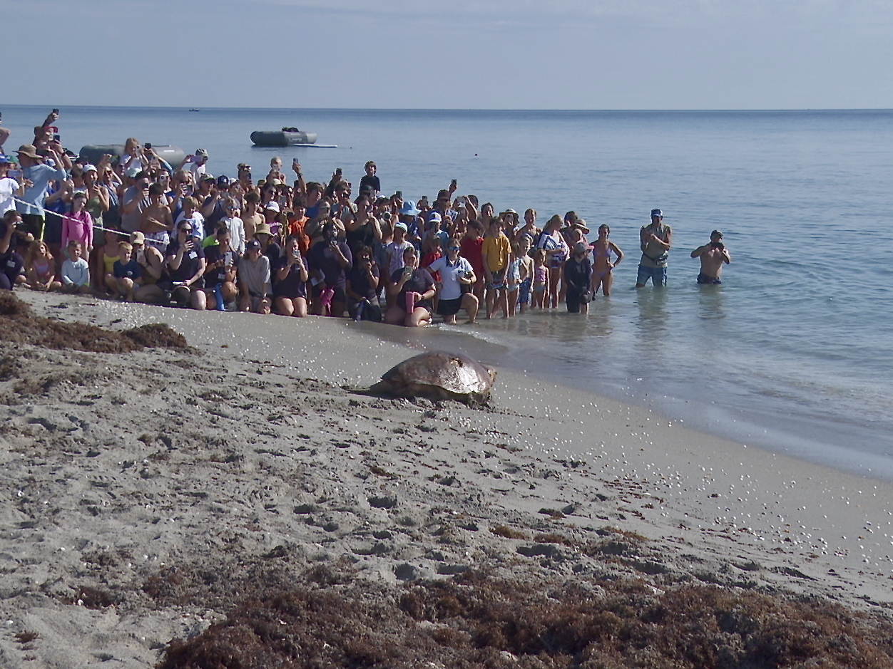 A loggerhead sea turtle named Pennywise is seen crawling towards the ocean as spectators watch its release in Juno Beach, Florida, Wednesday.   AP-Yonhap
