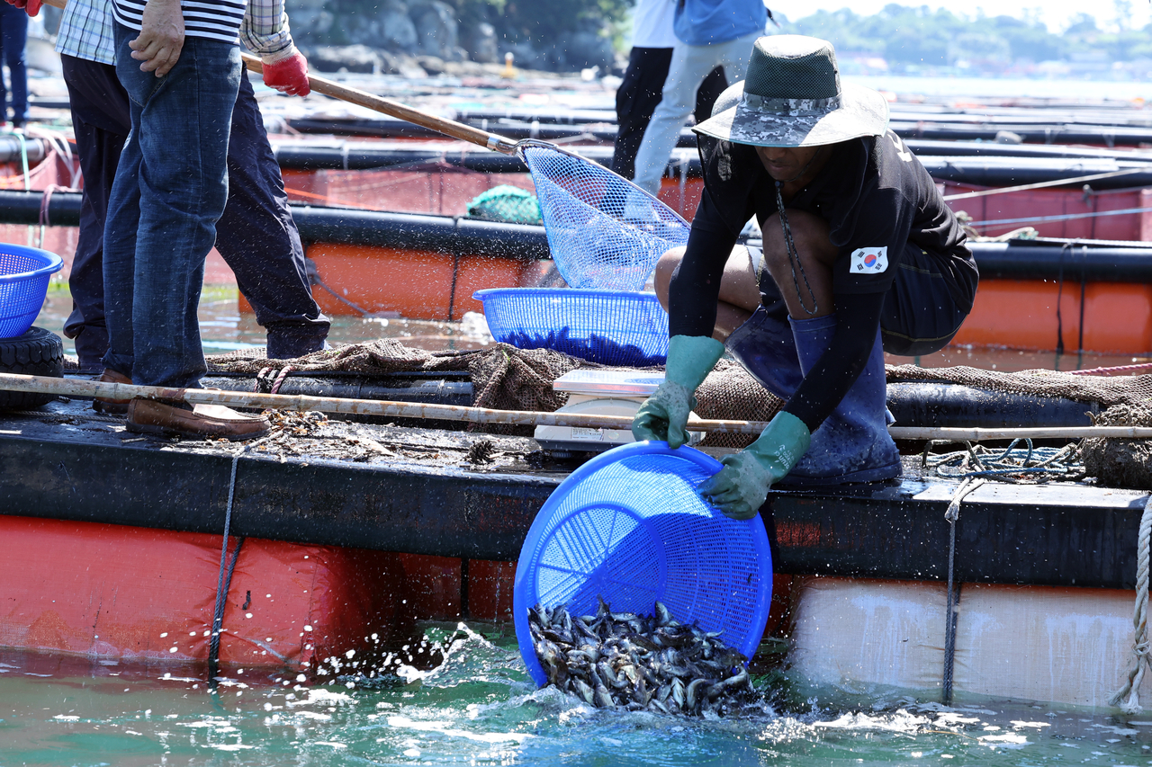 Workers at a fish farm in Yeosu, South Jeolla Province, release stock into the ocean to save them from overheated waters. (Yonhap)