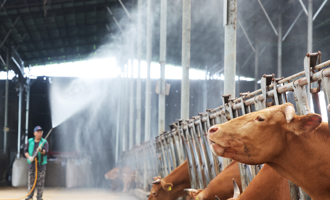 A farm worker sprays water on cattle at a farm in Hwaseong, Gyeonggi Province, as the heat wave continues to grip South Korea on Wednesday. (Yonhap)