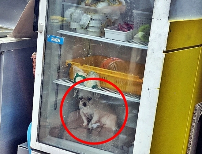 This photo posted on the message board of the online flea market platform Karrot (Danggeun) shows Cookie, an 11-year-old Maltese, being kept inside a refrigerator at a pizza restaurant in Busan. (Karrot)