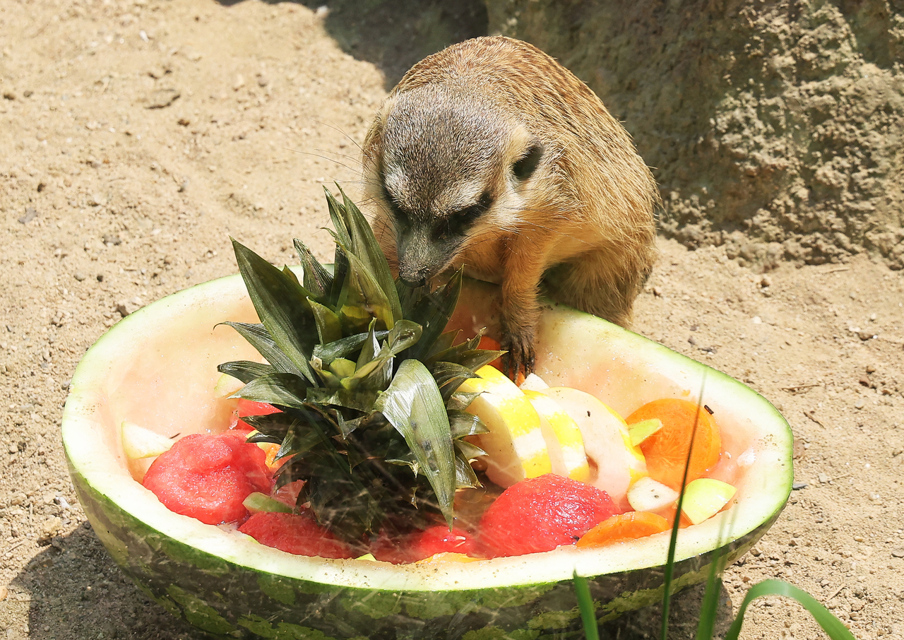 A meerkat at Seoul Grand Park in Gwacheon, Gyeonggi Province, enjoys a colorful bowl of mixed fruit as a summer treat. (Yonhap)