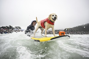 Wave-riding canines compete in World Dog Surfing Championships