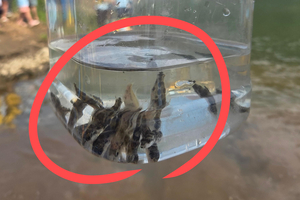 지구, 뭐래?