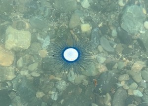 아열대성 해파리, 제주 이어 부산·경남에도 출현