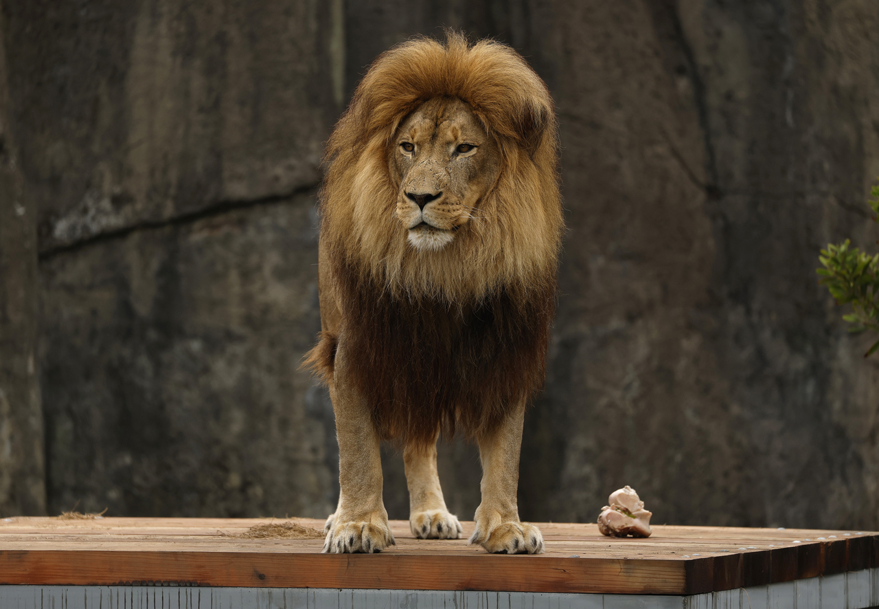 A lion stands in its enclosure at the San Francisco Zoo on July 22. This image is unrelated to the story below. (Getty Images)