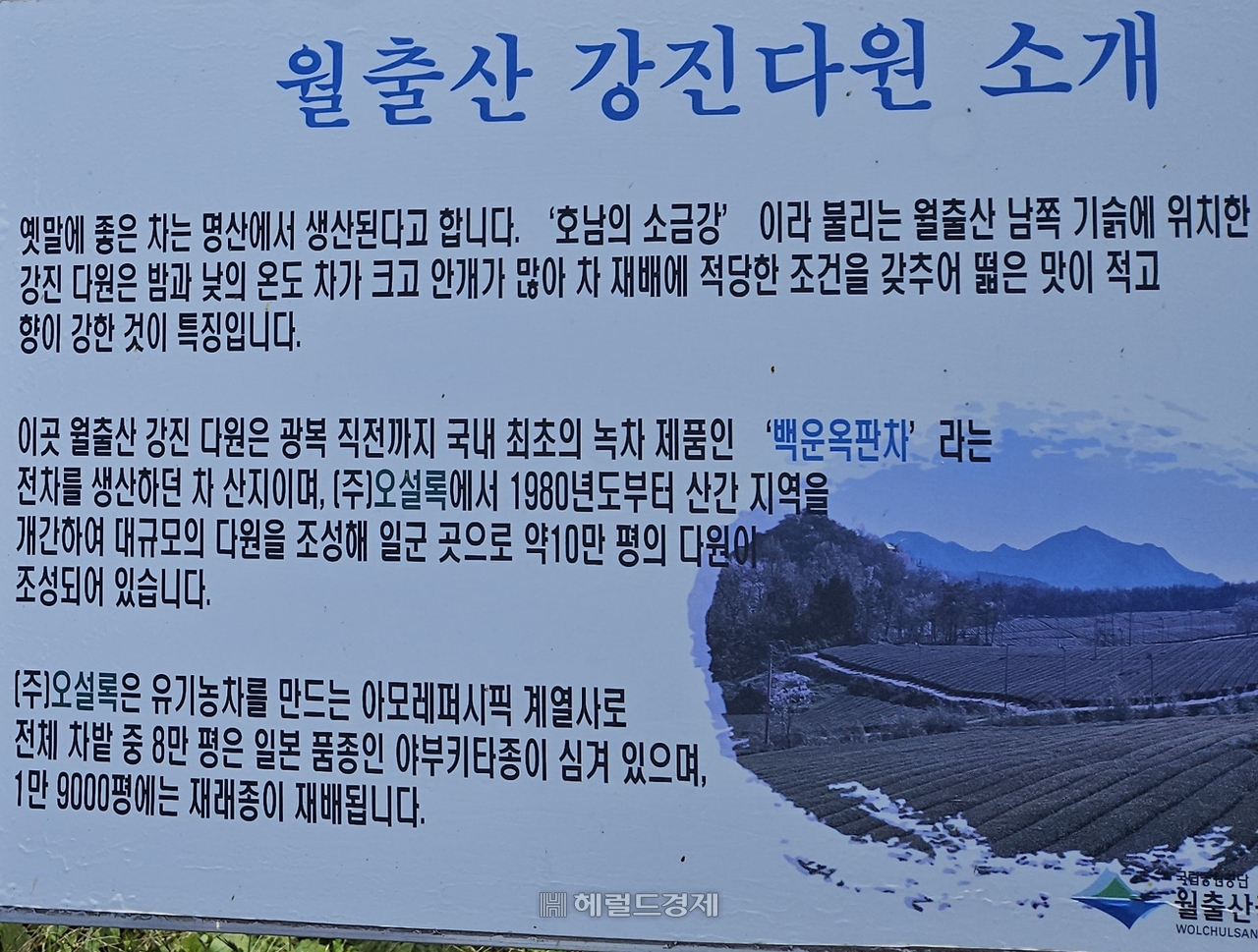 그랜드토토 강진다원 소개