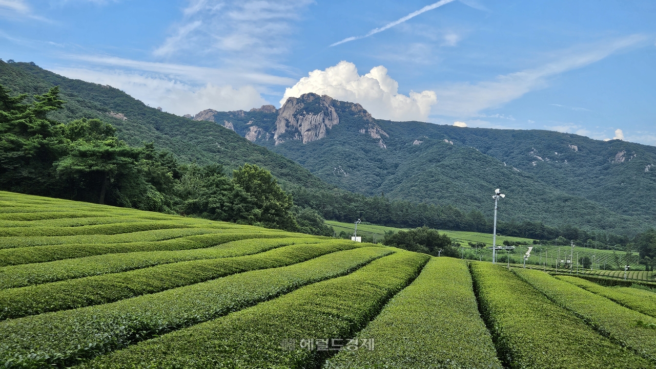 강진다원