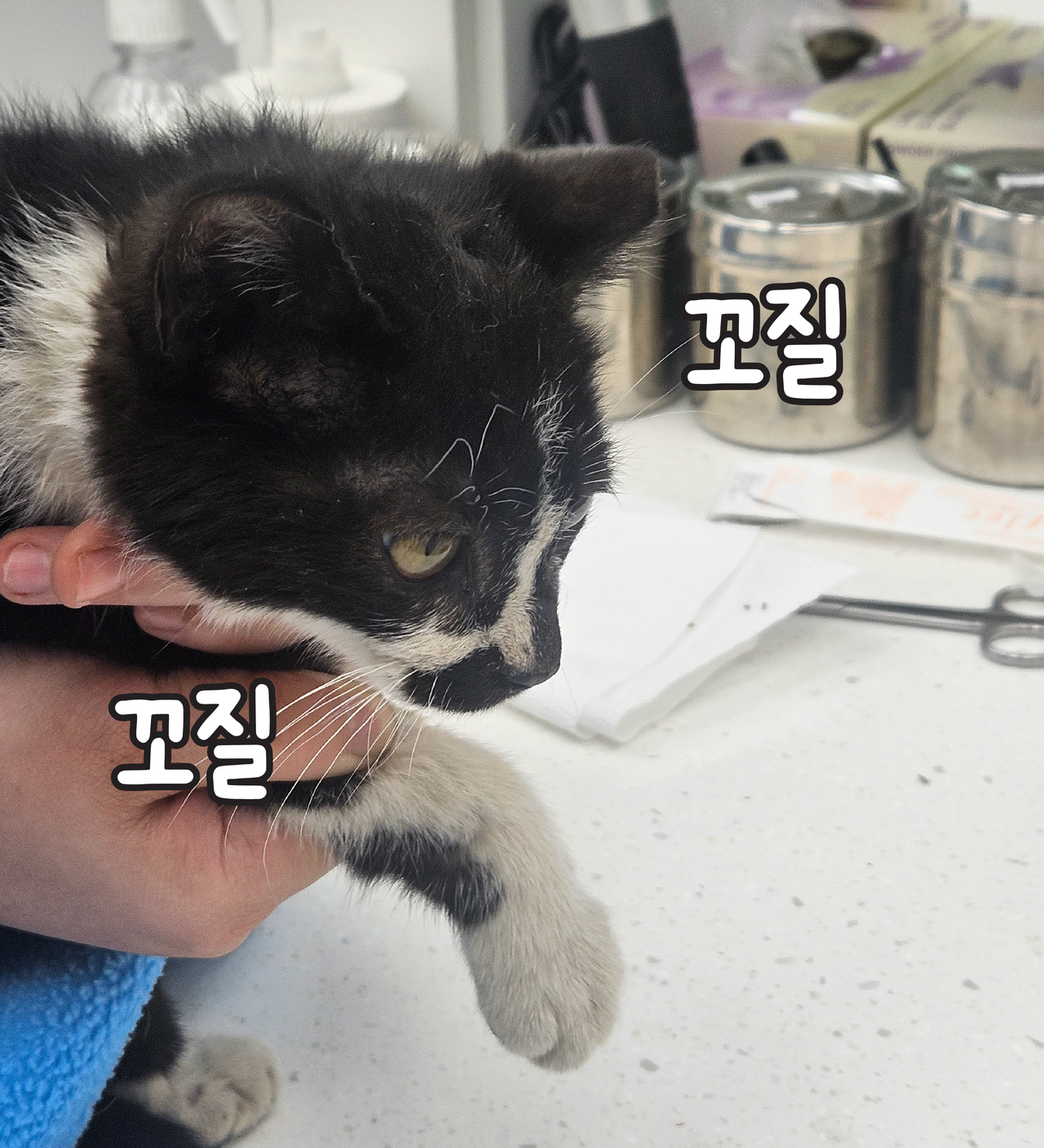 구조 당시 지구의 모습. 거리 생활을 오래 해서 정체불명(?)의 이상한 냄새를 풍겼지만, 한없이 순하고 착한 고양이였어!