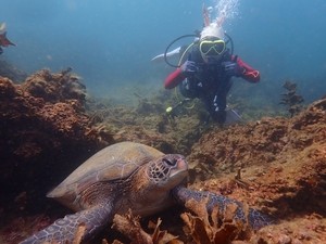 Discover Korea's best diving spots