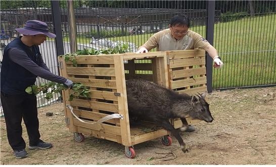 멸종위기 토토사이트 위키인 산양. [서울대공원 제공]