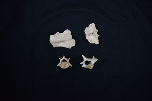 국립수과원, 세계 최초 독도 '강치' 게놈 해독 성공 - 뉴스 썸네일 이미지