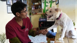 How a teashop is funding dog rescues across Nepal