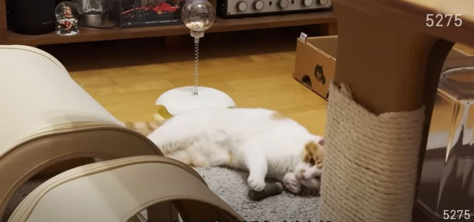 This screengrab of a video posted on journalist Lee Dong-hak’s YouTube channel shows a formerly-stray cat now named Kong Kong, whose walk across the frozen Han River started a popular internet meme. (YouTube)