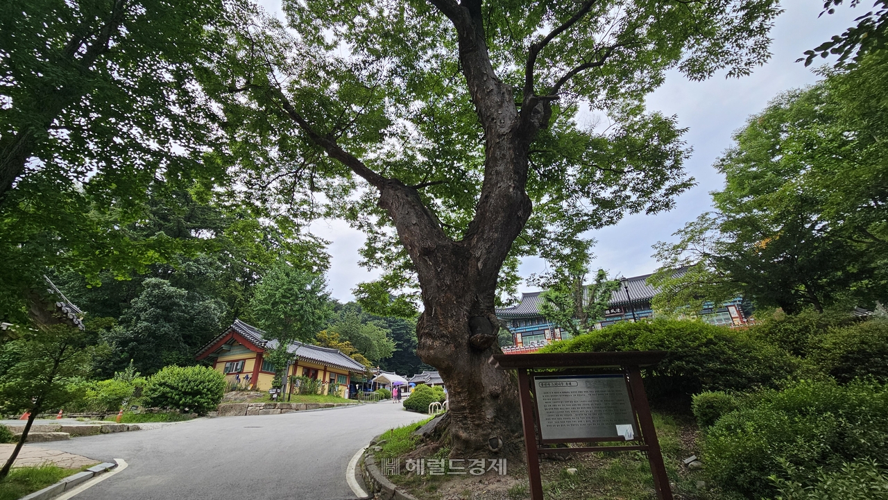 봉토토사이트 샌즈 입구 느티나무