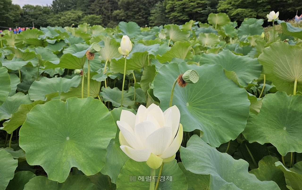 봉토토사이트 샌즈 연꽃 단지