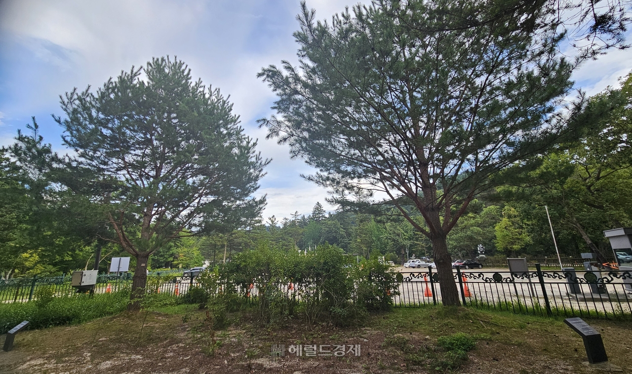 정이품송 후계목 2그루