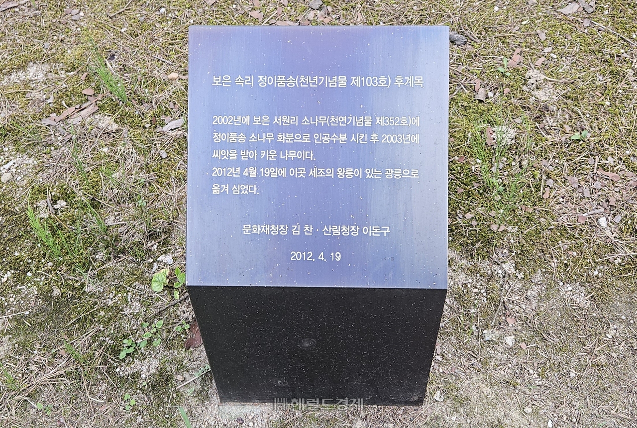 정이품송 후계목 설명 표지판