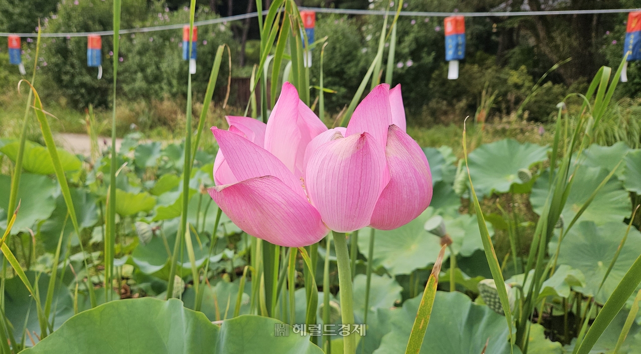 봉토토사이트 샌즈 연꽃 단지